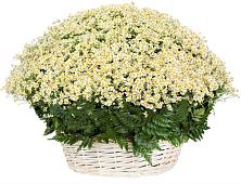 Цветочная композиция из Ромашки в корзине #REPLACE_PRED# Козельске